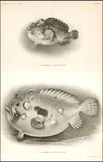 [rycina, 1903] 1. Antennarius Nexilis Snyder  2. Antennarius Duescus Snyder