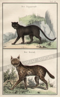 [rycina, 1857] Der JaguarondiDer Serval