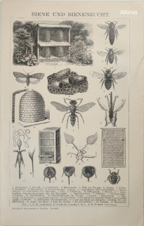 [rycina, 1901] Bienen und Bienenzucht [Pszczoły. Pszczelarstwo]
