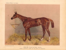 [rycina] Emblem, Steeplechase Mare