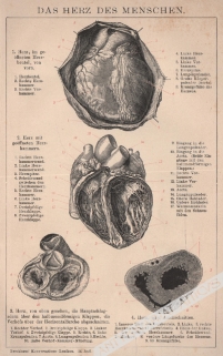 [rycina, 1898] Das Herz des Menschen [serce człowieka]