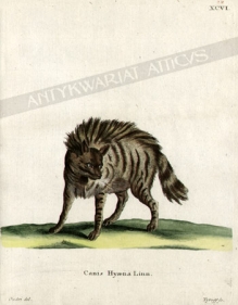 [rycina, ok. 1775] Canis Hyaena Linn [hiena]