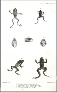 [rycina, 1883] 1. Phyllobates Trilineatus 2. Leptodactylus Rhodomystax 3. Leptodactylus Discodactylus 4. Phyllomedusa Perlata  [żaby, Ameryka Południowa]