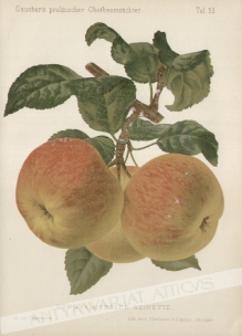 [rycina, 1894] Grosse Kassler Reinette [odmiana jabłek Złota Reneta]