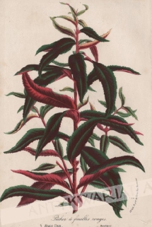 [rycina, ok. 1845] Pecher a feuilles rouges  [brzoskwinia czerwonolistna]