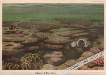 [rycina, 1896] Lebende Riffkorallen [rafa koralowa]