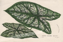 [rycina, ok. 1860] Caladium Belleymei [rodzina Obrazkowate]