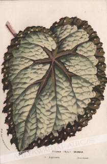 [rycina, ok. 1860] Begonia (Hybr.) Grandis [Begonia Olbrzymia] 