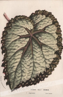 [rycina, ok. 1860] Begonia (Hybr.) Grandis [Begonia Olbrzymia]