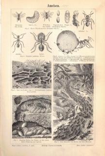[rycina, 1891] Ameisen. Ameisenpflanzen. [mrówki]