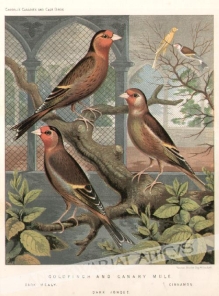 [rycina, ok. 1880] Goldfinch and Canary Mule [hybryda szczygła i kanarka] 1. Dark Mealy2. Dark Jonque. 3. Cinnamon