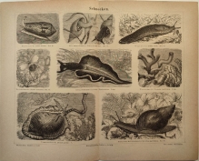 [rycina, 1878] Schnecken [ślimaki]