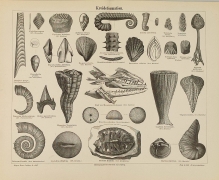 [ryciny, 1887] Kreideformation  [skamieniałości z epoki kredy]