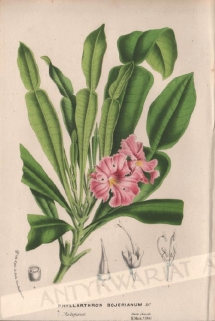 [rycina, ok. 1846] Phyllarthron Bojerianum DC, Madagascar