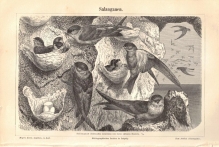 [rycina, 1897] Salanganen. [jerzyki]