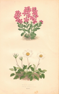 [rycina, 1873] Erinus Alpinus [Erynus alpejski] Dryas Octopetala [Dębik ośmiopłatkowy]
