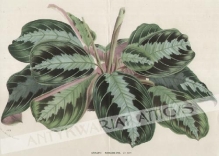 [rycina, ok. 1880] Maranta Massangeana Ed. Morr., Bresil