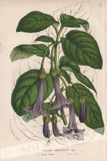 [rycina, ok. 1856] Iochroma Warscewiczii [Datura - Szafirowe Trąby Anielskie]