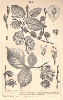 [rycina, 1897] Rüster. [wiąz]