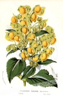 [rycina, ok. 1880] Calceolaria Flexuosa [Pantofelnik]