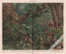 [rycina, 1893] Araceen (Aroideen) [Araceae]