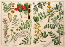 [rycina, 1887] Diadelphia Decandria [m. in. Wilżyna, Przelot, Fasola, Bób, Soczewica]