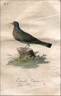 [rycina, 1821] Columba Oeneas. Die Holztaube [gołąb siniak]
