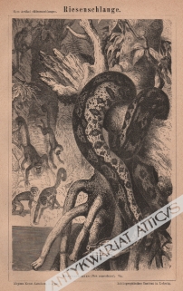 [rycina, 1878] Riesenschlange [wąż dusiciel]