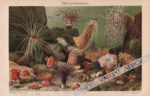 [rycina, 1897] Seeanemonen [Ukwiały]