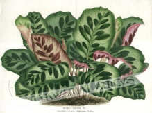 [rycina, ok. 1874] Maranta Makoyana