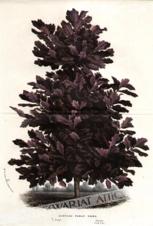 [rycina, 1845] Quercus Robur Nigra  [dąb szypułkowy]