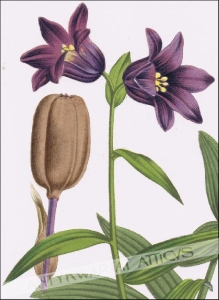 [rycina, ok. 1880] Fritillaria Kamtschatcensis [Szachownica kamczacka]