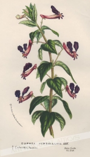 [rycina, ok.1880] Cuphea Verticillata [rodzina krwawnicowate]