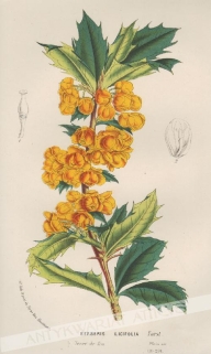 [rycina, ok.1850] Berberis Ilicifolia [rodzina berberysowate]