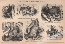 [rycina, 1893] Frosche und Kroten. II [Żaby]