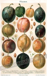 [rycina, 1897] Pflaumen [śliwki]