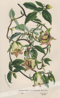 [rycina, 1853] Campanumoea Lanceolata [dzwonkowate]