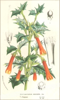 [rycina, ok. 1880] Desfontainia Hookeri