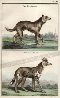 [rycina, 1857] Der Schaferhund [owczarek]Der wilde Hund [likaon, dziki pies afrykański]