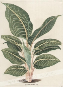 [rycina, ok. 1880] Heliconia (?) Striata, Veitch.