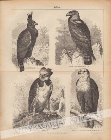[rycina, ok. 1874 r.] Adler [Orzeł i jastrzębiowate]