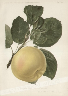 [rycina, 1894] Transparent de Croncels [odmiana jabłek Kronselka]