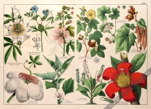 [rycina, 1887] Passiflora caerulea [Męczennica błękitna, prawoślaz, (i inne rośliny)]