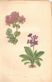 [rycina, 1873] Sedum Ewersii [Rozchodnikowiec Ewersa] Primula Amaena [Pierwiosnek]