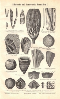 [rycina, 1897] Silurische und kambrische Formation I.-II. [fauna syluru i kambru]