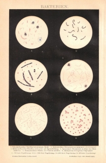 [rycina, 1898] Bakterien. [bakterie]