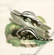 [rycina, ok. 1775] Mustela Zorilla Desmar [Zorilla, skunksy]
