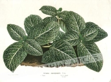 [rycina] Fittonia Argyroneura