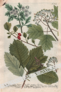 [rycina, 1737-1745][Nieszpułka] a. Mespilus Alni lanato folio major...