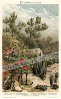 [rycina, 1907] Euphorbiazeen [rośliny wilczomleczowate]